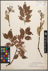Foto von Salix caprea L. x Salix lapponum L.